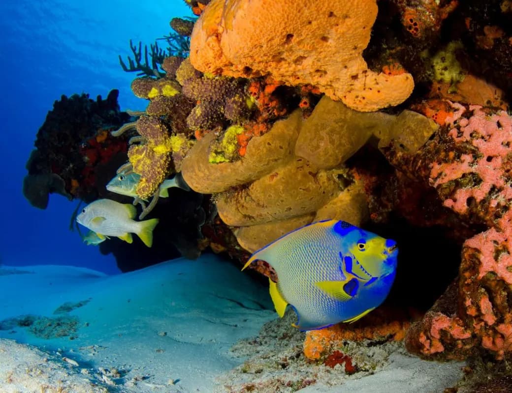 Why Coral Reefs Matter: A Diver’s Guide to Marine Ecosystems