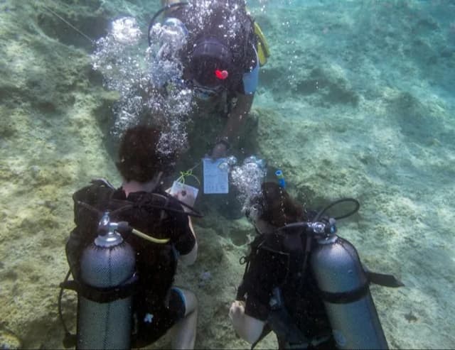 ^PADI Advanced Open Water Diver image