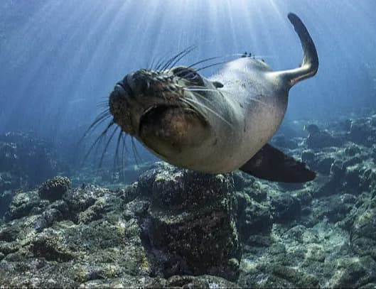 Galapagos