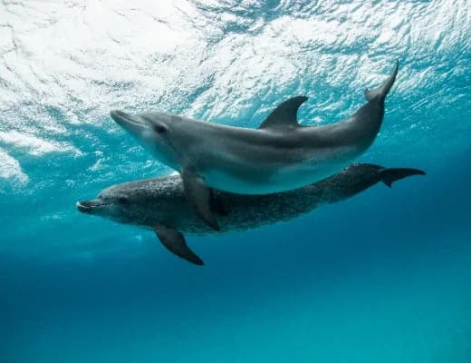 Cayman Islands