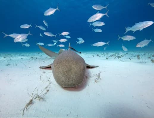 Turks and Caicos Islands