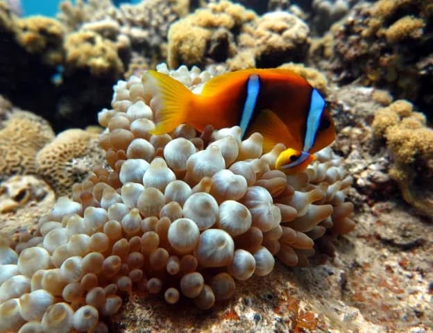 4 dives package