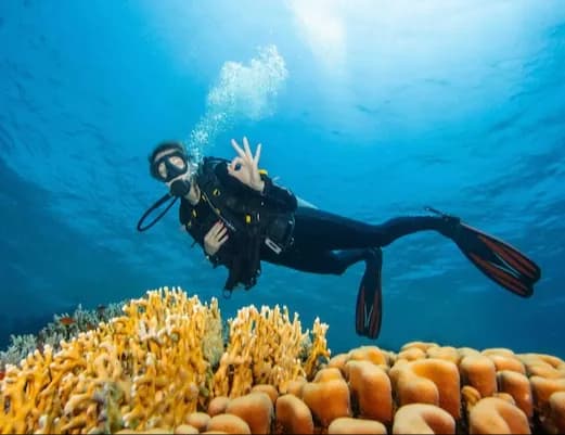 Fun Dive / Recreational Dive