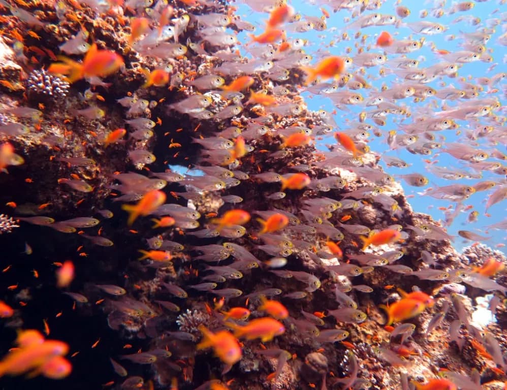 10 dives package